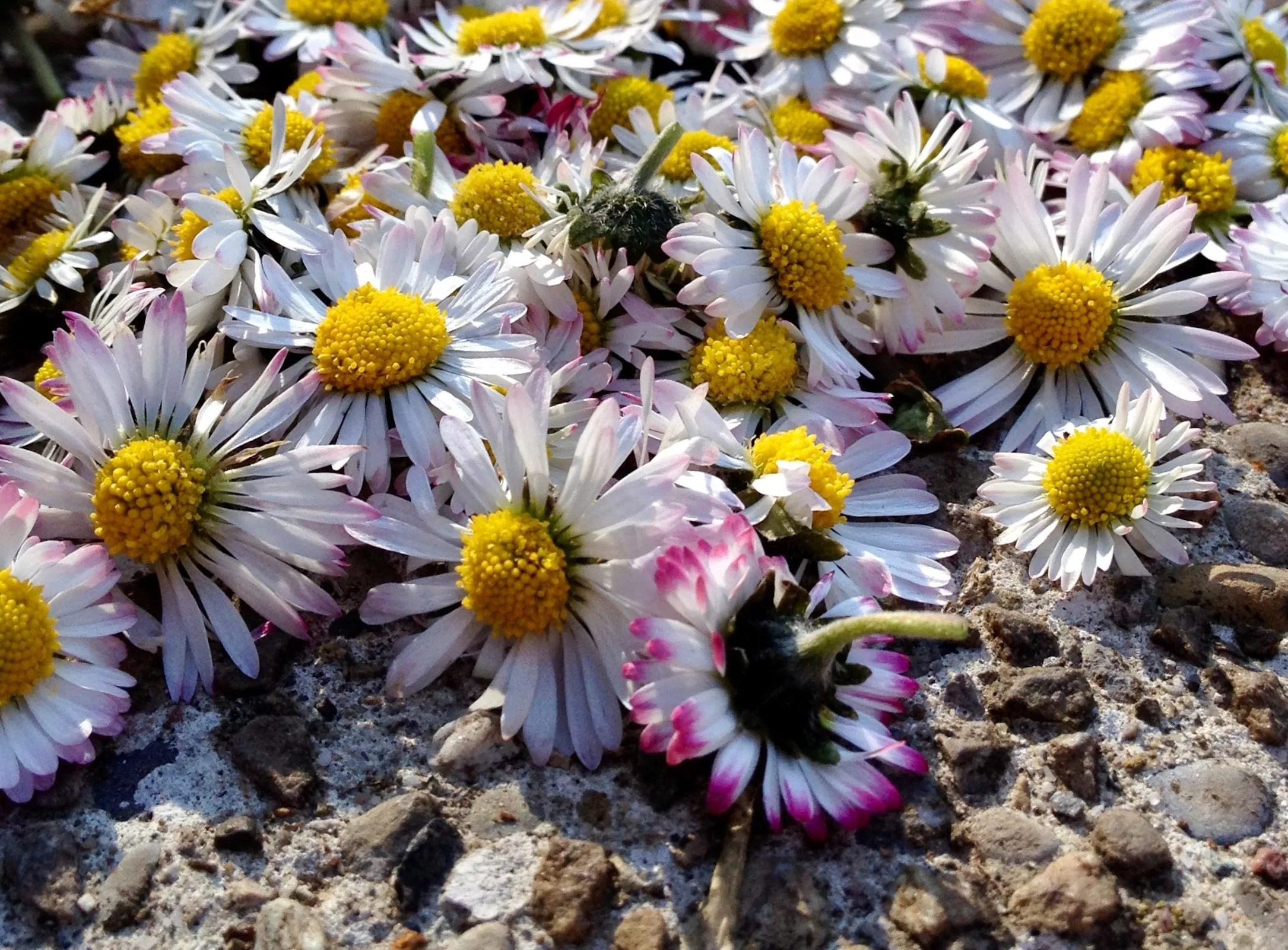 Нежные цветочки маргаритки