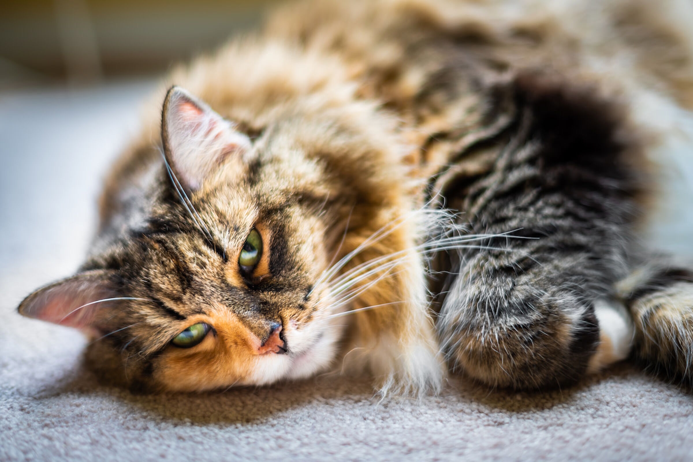 Мохнатый Мурзик