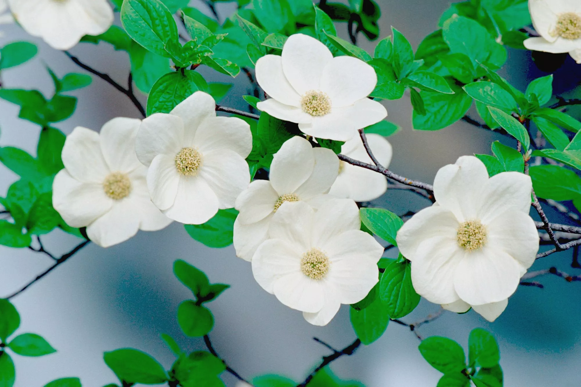 Дерен цветущий