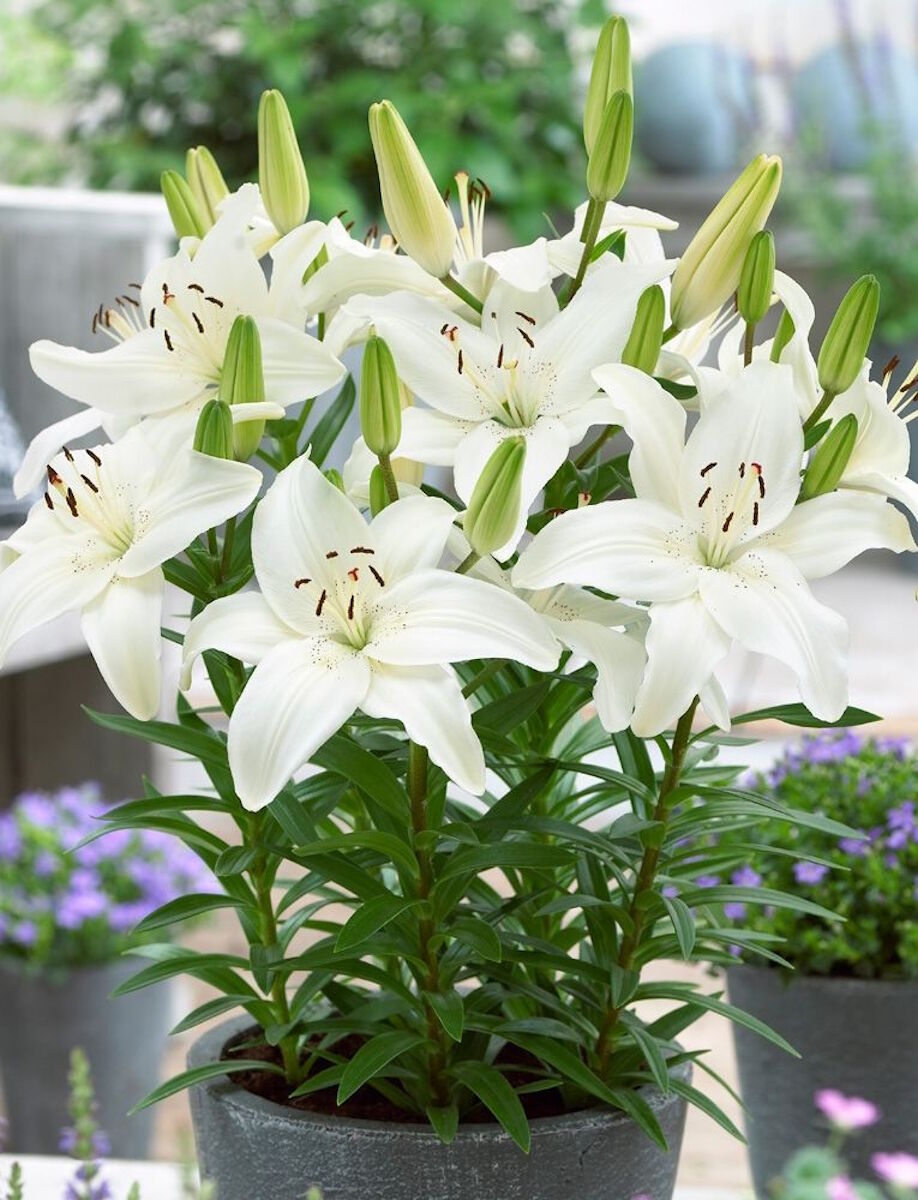 Садовая лилия