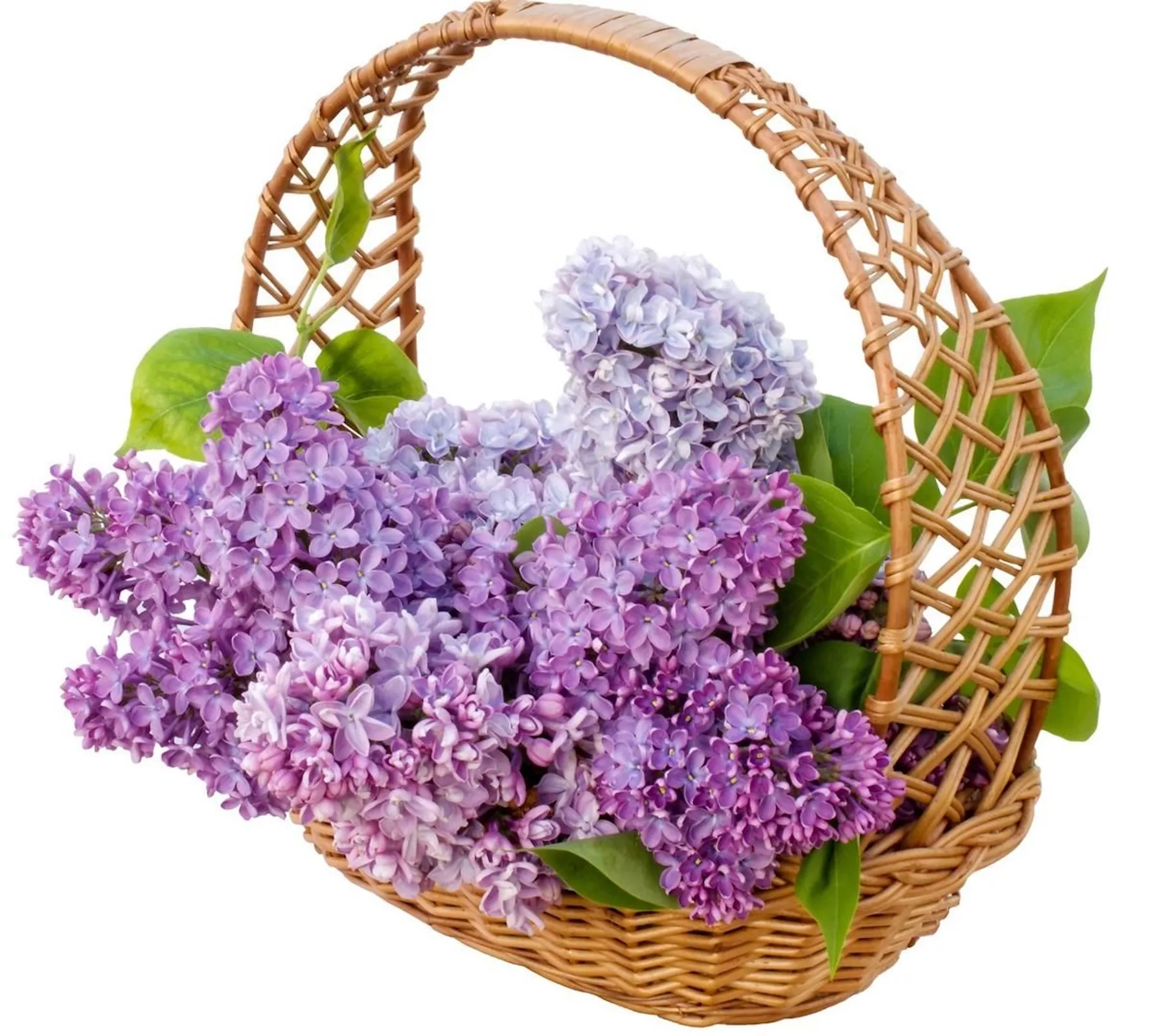 Сирень в плетенной корзине