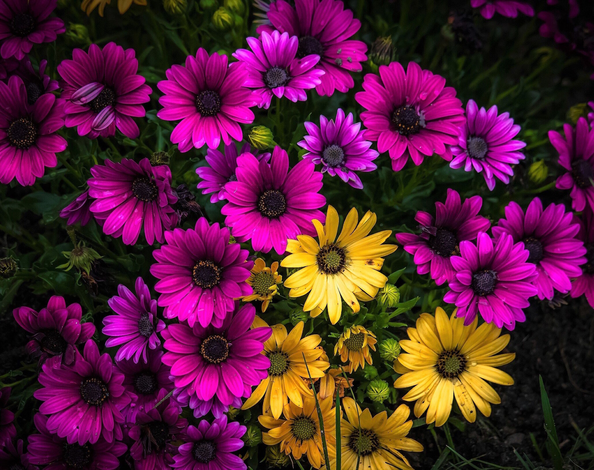 Остеоспермум Эклона