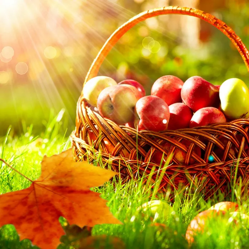 Яблоки в корзине и лучи