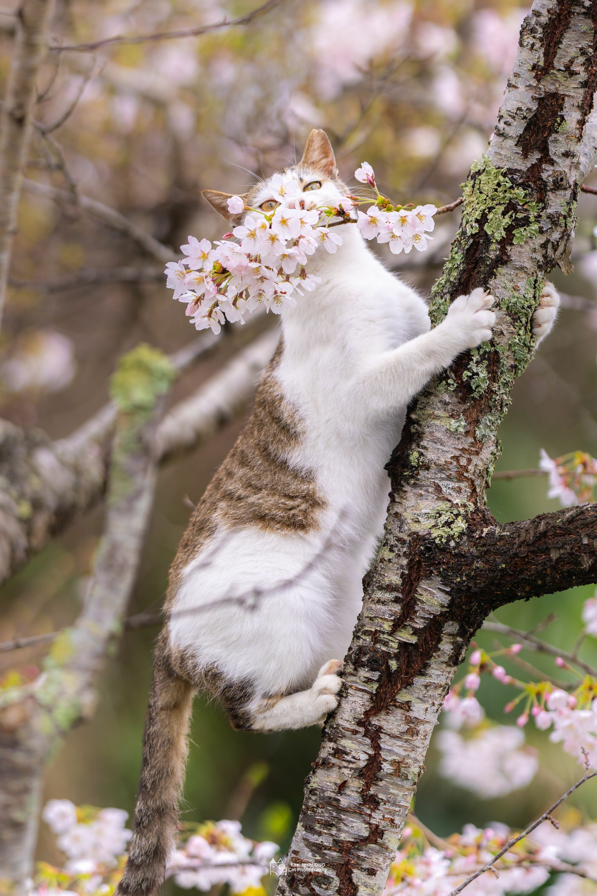 Васька весной