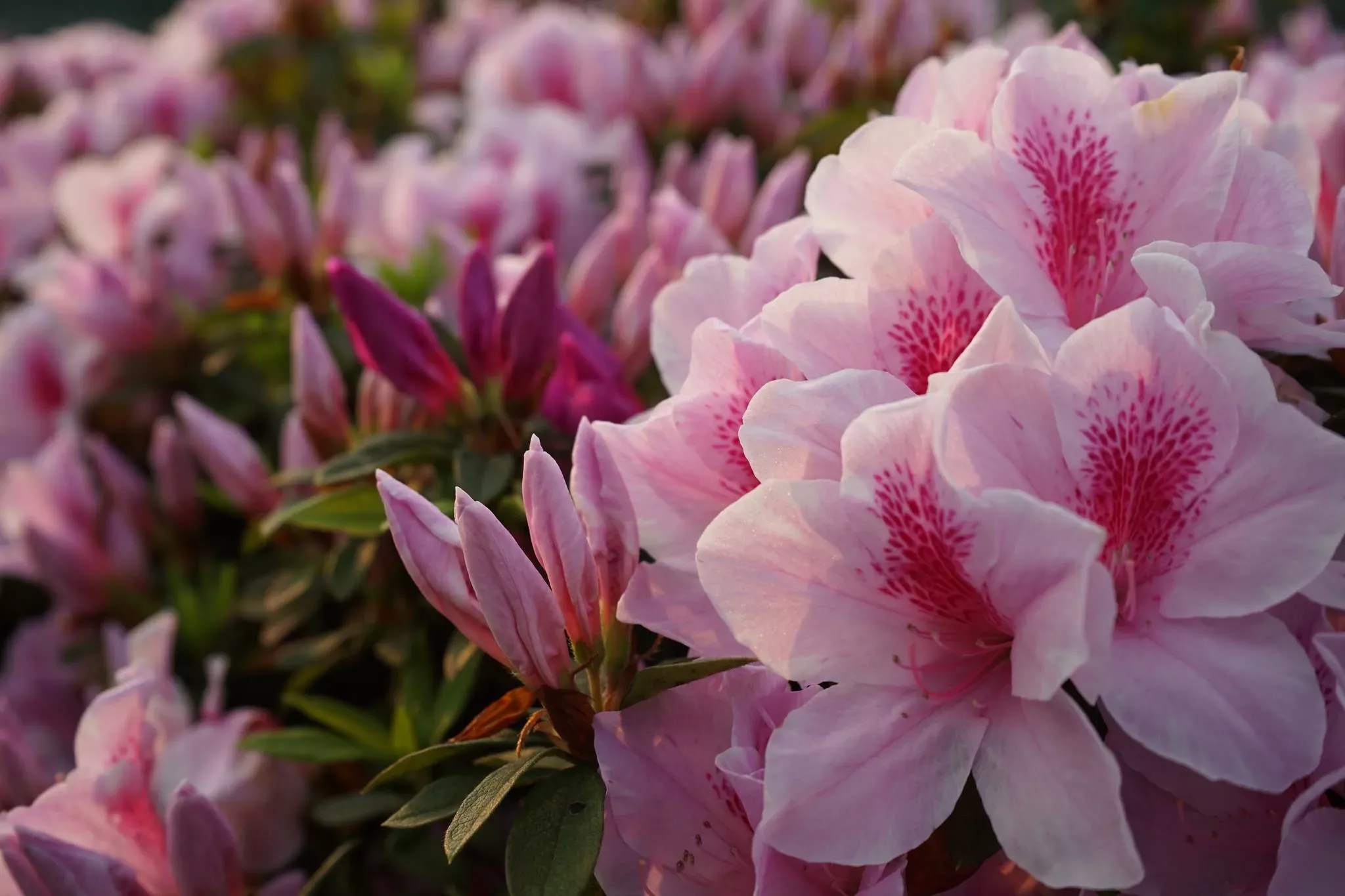 Азалии на клумбе