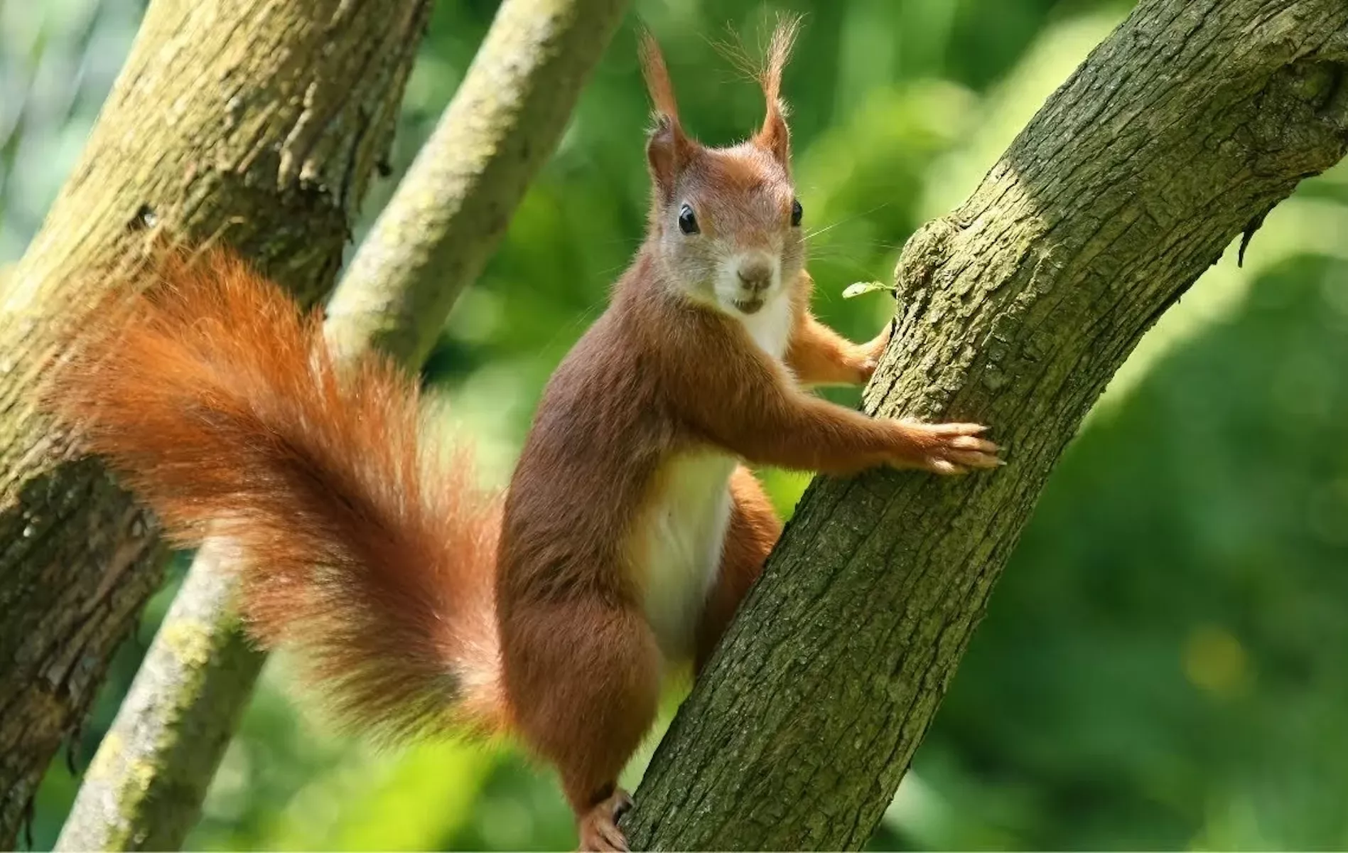 Застывшая белка