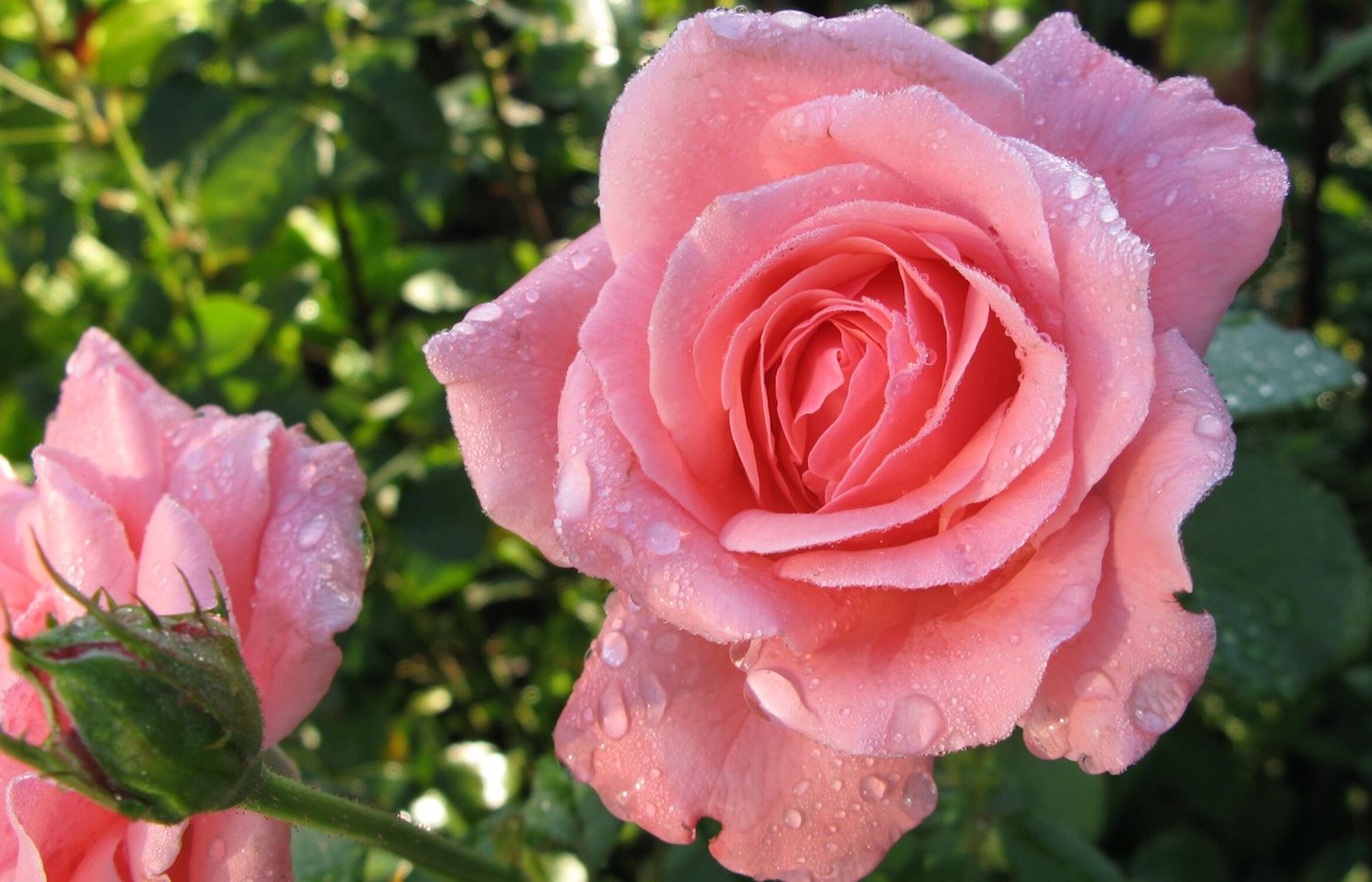 Коралловая роза