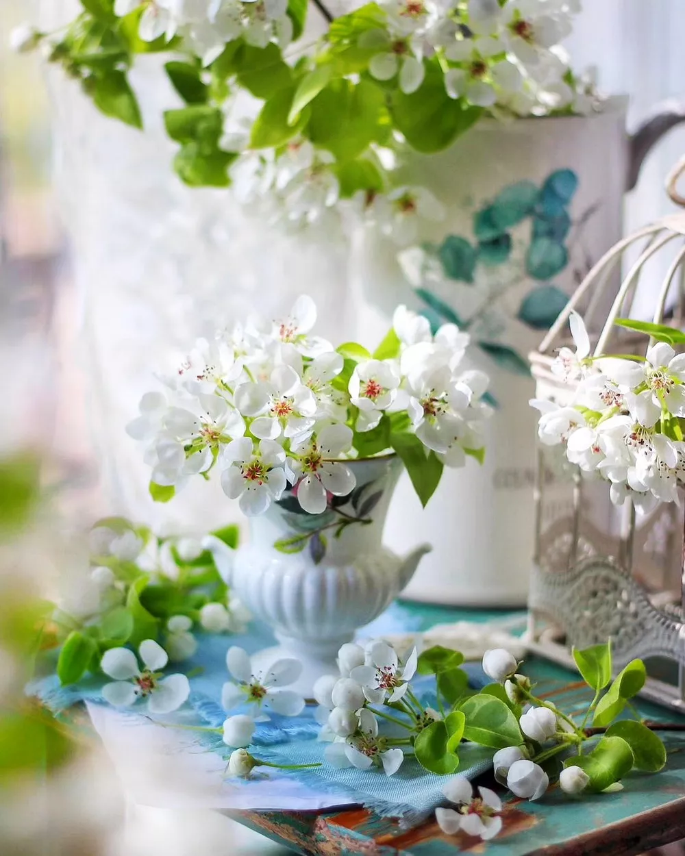 Ветки цветущей вишни