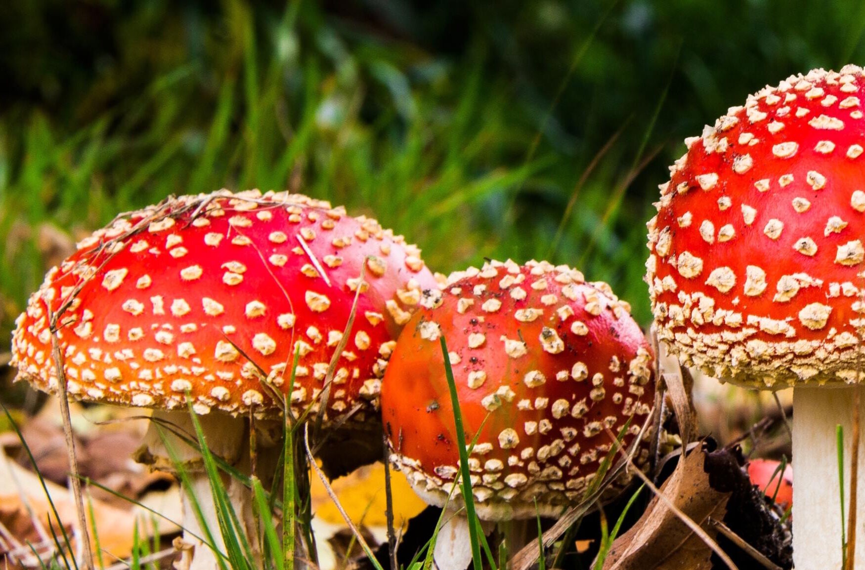 Мухоморы в траве