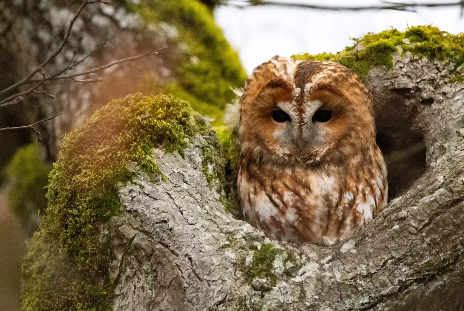 Сонная неясыть