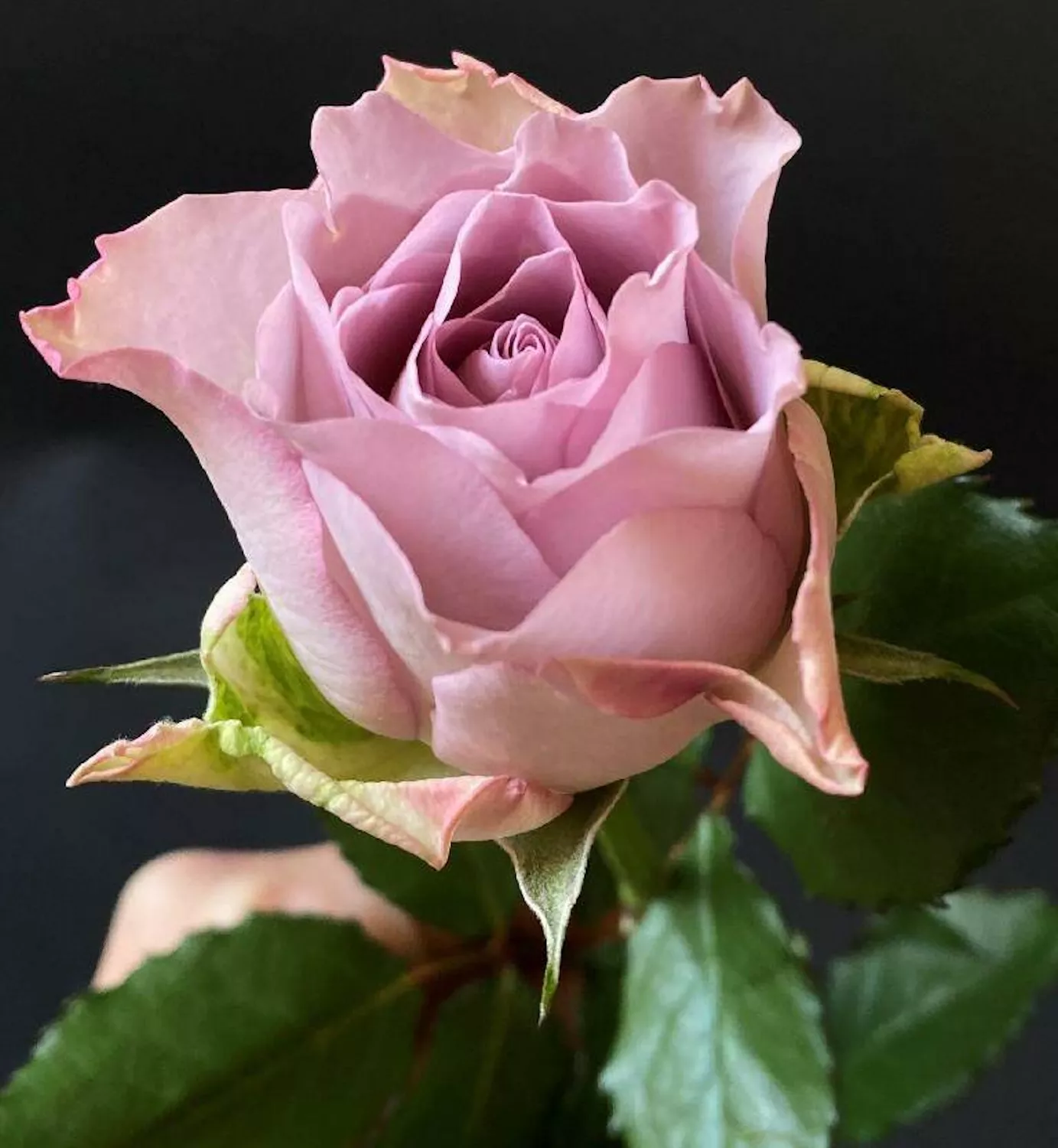 Сиреневый бутон