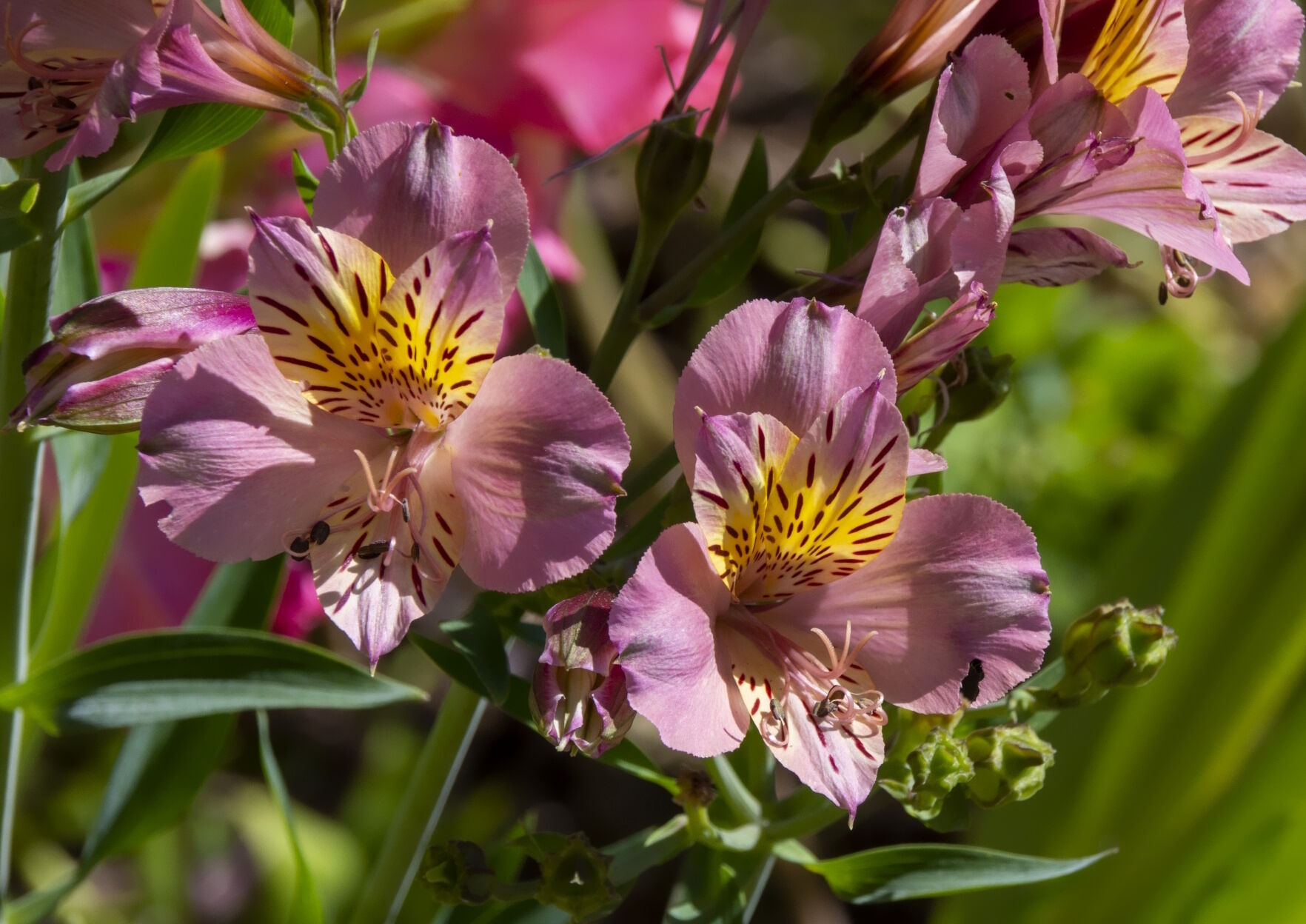 Цветы альстромерии
