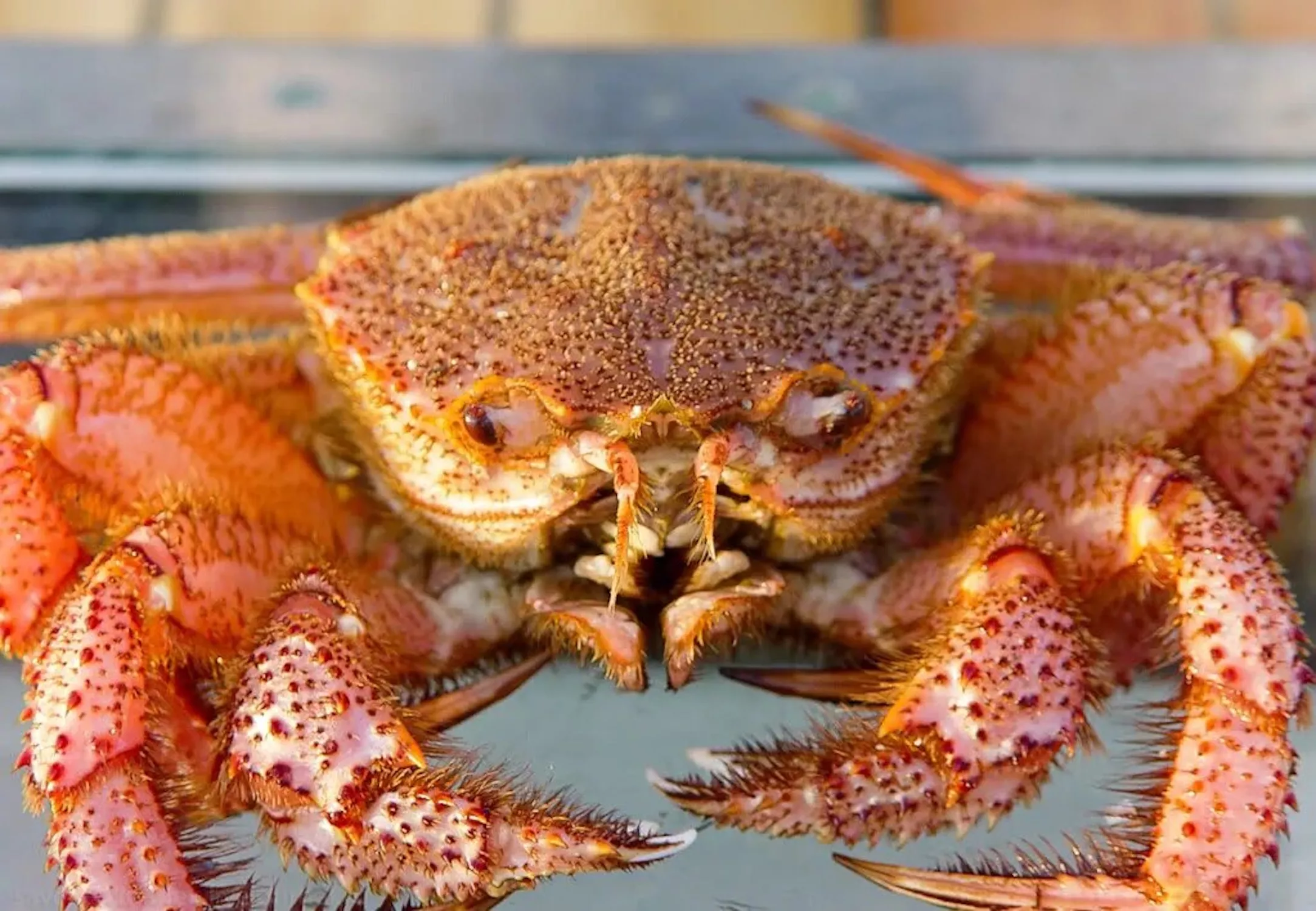 Волосатый краб