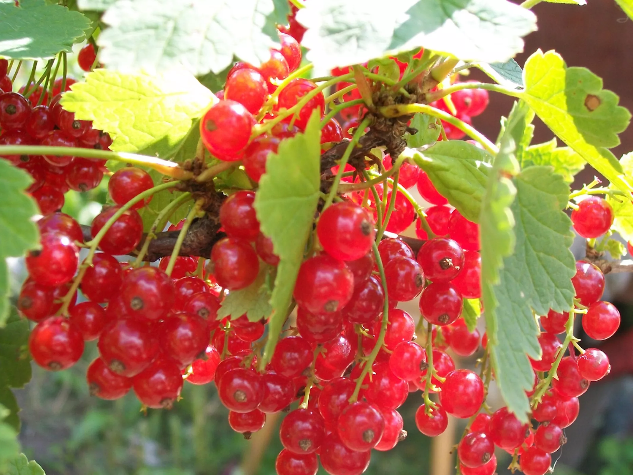 Красная смородина на веточке