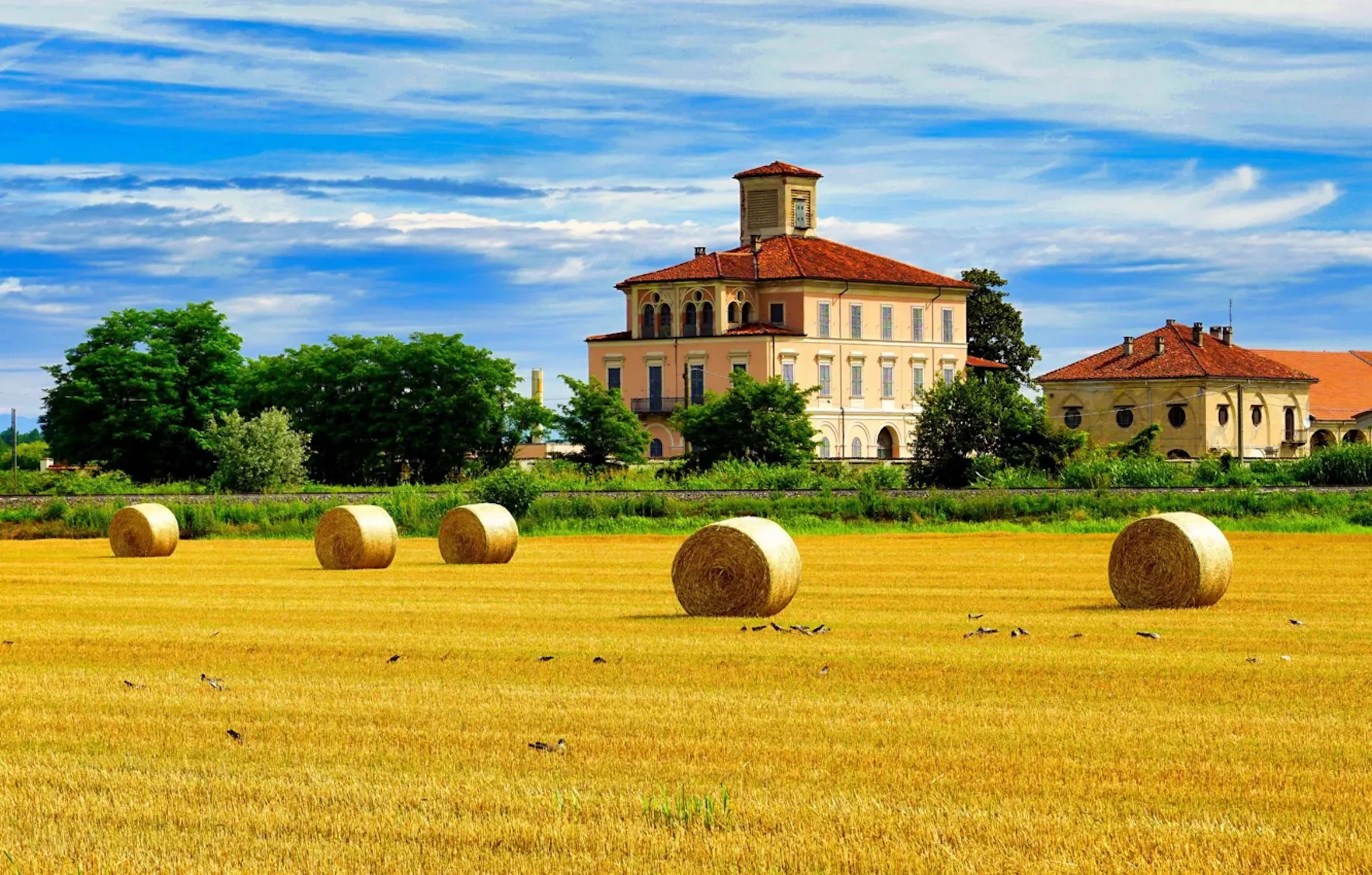 Сено и птицы