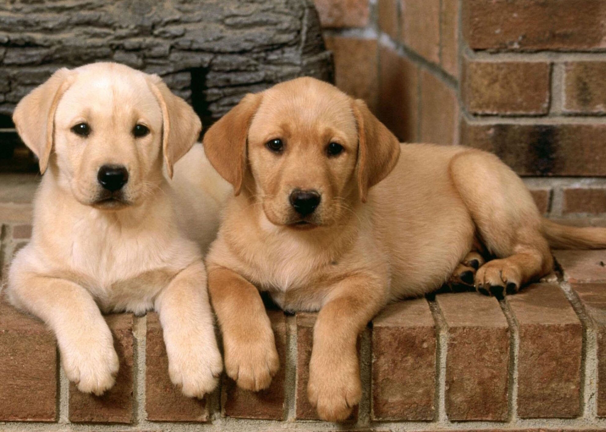 Щенки лабрадора