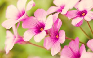 Кислица розовая