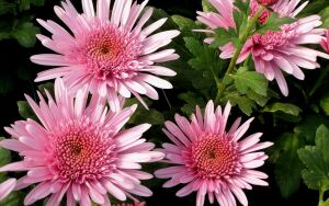 Розовые астры