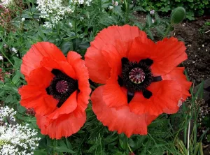 Крупные маки