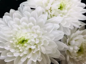 Хризантема белая