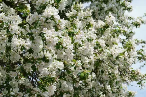 Цветущее дерево