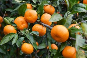 Мандарины на ветках