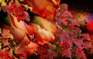 Калина и розы