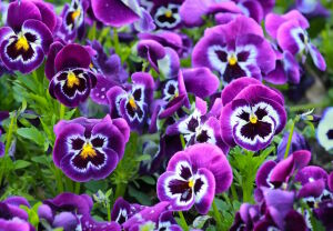 Виола фиолетовая