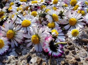 Нежные цветочки маргаритки