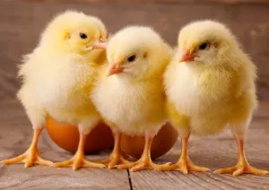 Три цыпленка