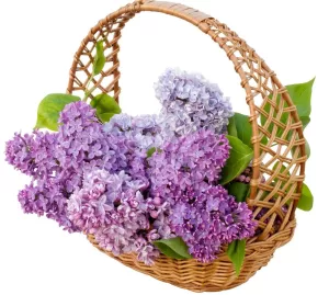 Сирень в плетенной корзине