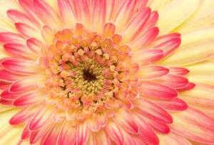 Желто-розовая гербера