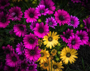 Остеоспермум Эклона