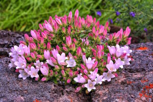 Горечавка бесстебельная