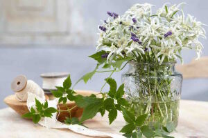 Первоцветы и лента