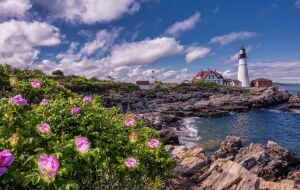 Цветы на берегу и маяк