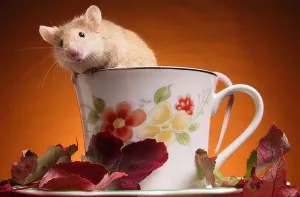 Мышь в чашке