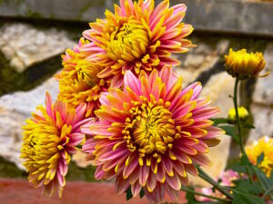 Хризантема садовая