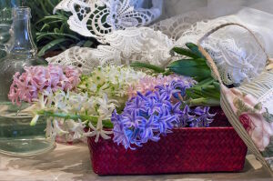 Гиацинты и кружево