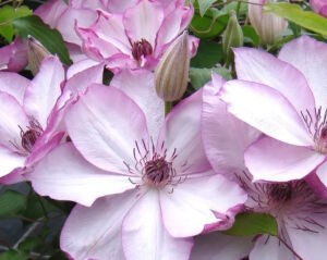Нежные цветы клематис