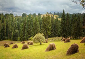 Копны сена у леса