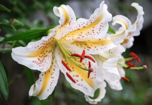 Лилии крупно