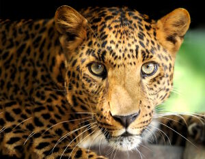 Хищный взгляд