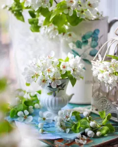 Ветки цветущей вишни