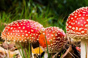 Мухоморы в траве