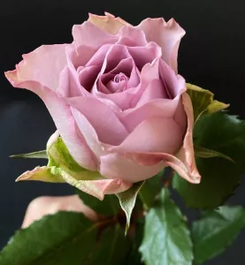 Сиреневый бутон