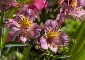 Цветы альстромерии
