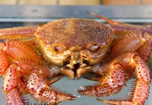 Волосатый краб