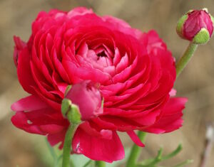 Красный ранункулюс