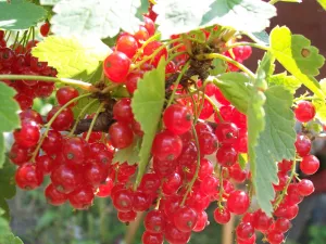 Красная смородина на веточке